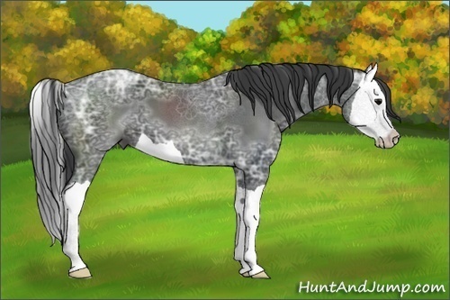 Horse Color:Black Ice Splash 
