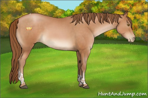 Horse Color:Bay Pearl Tobiano Rabicano