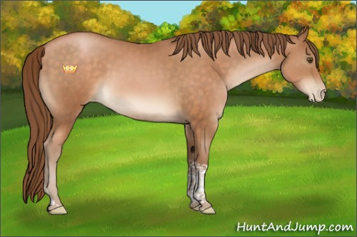 Horse Color:Brown Pearl Tobiano 