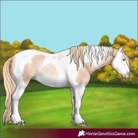 Horse Color:Gold Champagne Roan Splash Tobiano Rabicano 