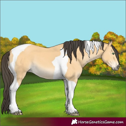 Horse Color:Buckskin Tobiano 
