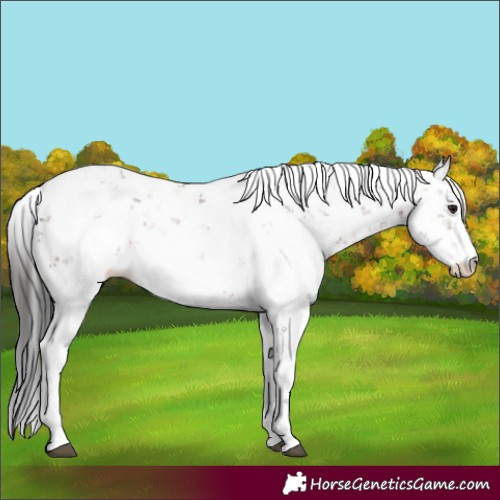 Horse Color:Brown Sabino Rabicano 