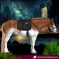 Horse Color:White Spotted Chestnut 