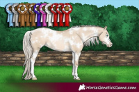 Horse Color:White Spotted Chocolate Palomino Pearl Dun Sabino