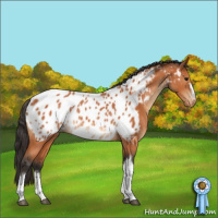 Horse Color:Bay Appaloosa Rabicano 