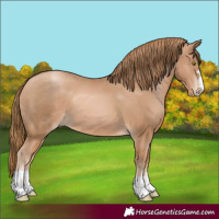 Horse Color:Chestnut Pearl 