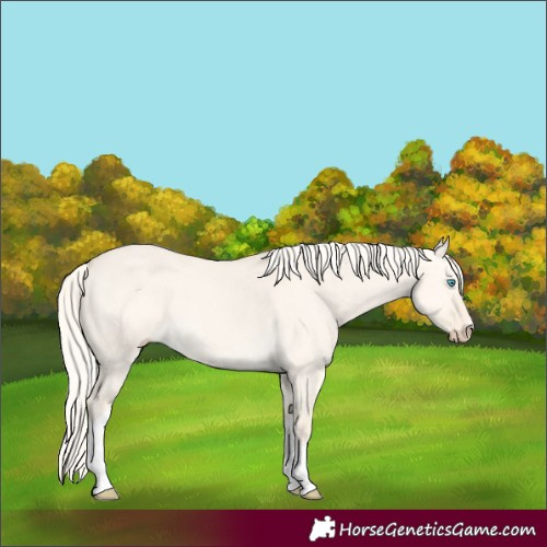 Horse Color:Cremello Dun Tobiano 