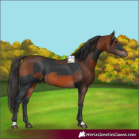 Horse Color:Black  and Brown 