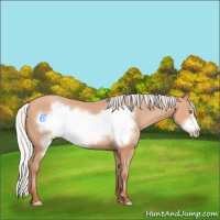 Horse Color:Silver Amber Champagne Frame 
