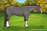 Horse Color:Grullo Roan Splash 