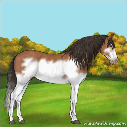 Horse Color:Bay Splash Frame 