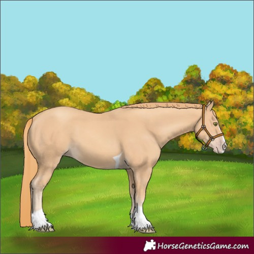 Horse Color:Gold Champagne Splash Tobiano