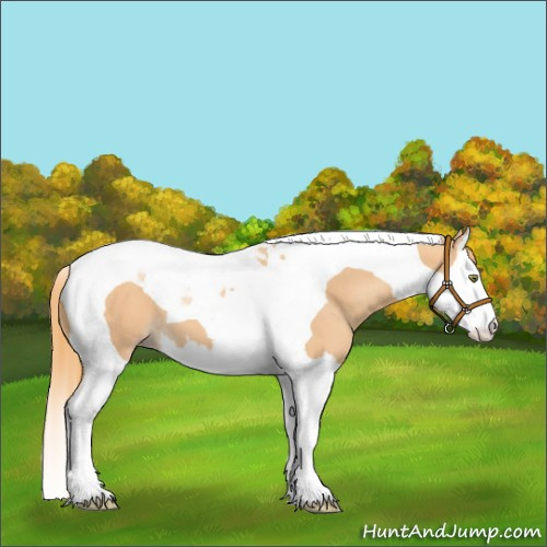 Horse Color:Gold Champagne Splash Tobiano