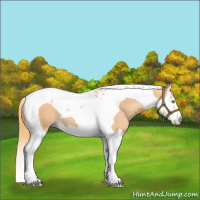 Horse Color:Gold Champagne Splash Tobiano