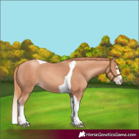 Horse Color:Gold Champagne Splash Tobiano 