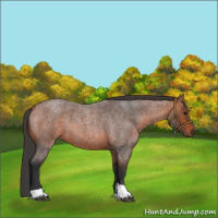 Horse Color:Bay Roan Tobiano