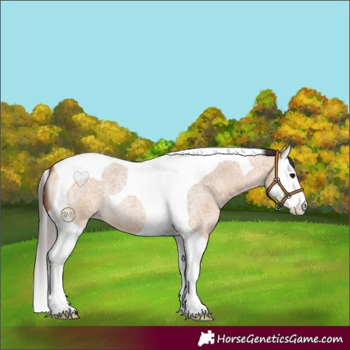 Horse Color:Bay Roan Dun Splash Tobiano 