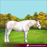 Horse Color:Bay Roan Dun Splash Tobiano