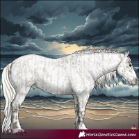 Horse Color:Silver Grullo Roan and Silver Grullo Roan Appaloosa