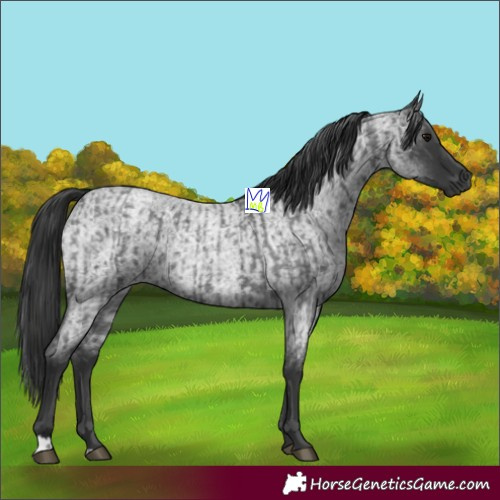 Horse Color:Blue Roan  and Blue Roan 