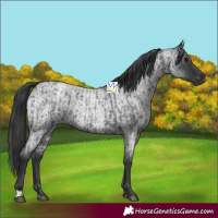 Horse Color:Blue Roan  and Blue Roan 