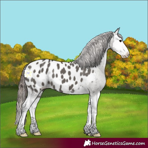 Horse Color:Grullo Splash Blanket 