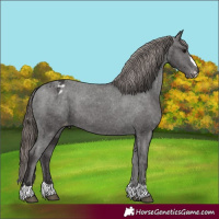 Horse Color:Smoky Black Varnish 