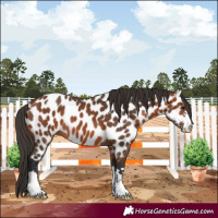Horse Color:Bay Appaloosa 
