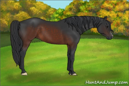 Horse Color:Brown 