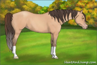 Horse Color:Amber Champagne