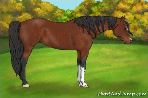Horse Color:Brown 