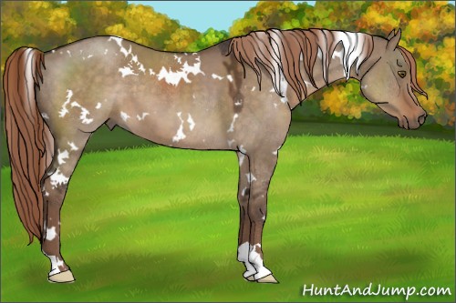 Horse Color:White Spotted Liver Red Dun 