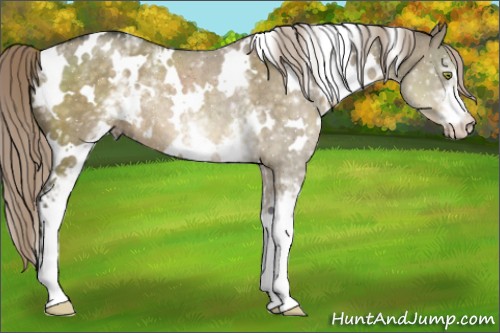 Horse Color:White Spotted Chocolate Palomino Dun Mushroom Rabicano 
