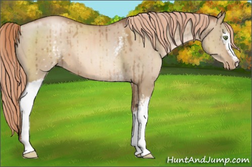 Horse Color:White Spotted Liver Red Dun Pearl Brindle 