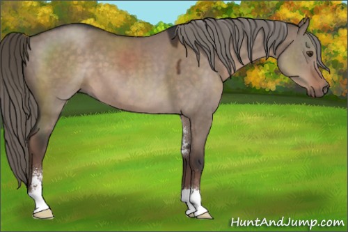 Horse Color:Liver Red Dun Mushroom Sabino 