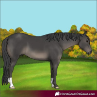 Horse Color:Black 