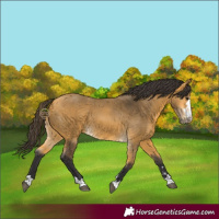 Horse Color:Buckskin 