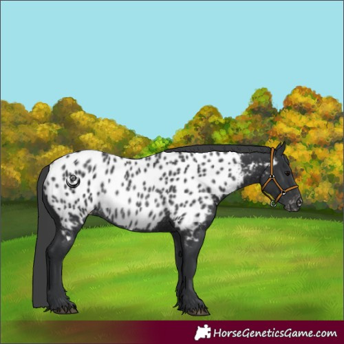 Horse Color:Black Appaloosa Rabicano 