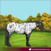Horse Color:Black Near Leopard Rabicano 