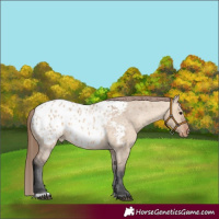 Horse Color:Bay Dun Appaloosa Rabicano 