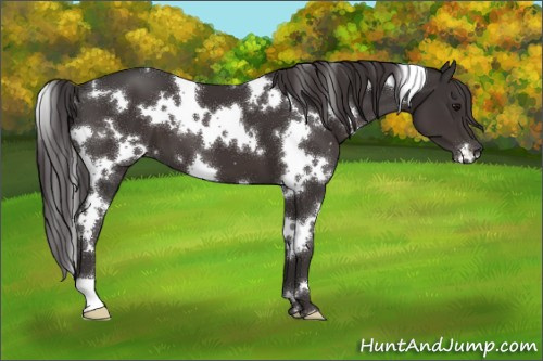 Horse Color:White Spotted Smoky Black 