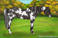 Horse Color:White Spotted Smoky Black 