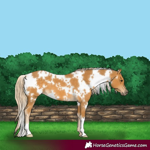 Horse Color:White Spotted Palomino