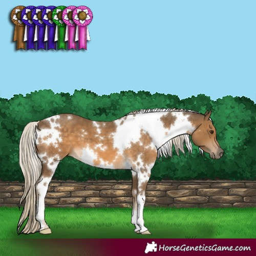 Horse Color:White Spotted Chocolate Palomino