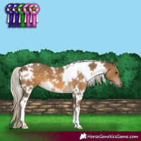 Horse Color:White Spotted Chocolate Palomino 
