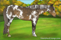 Horse Color:White Spotted Chocolate Palomino 