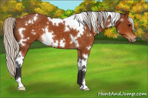 Horse Color:White Spotted Silver Buckskin 