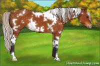 Horse Color:White Spotted Silver Buckskin 