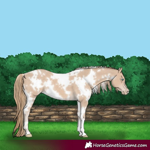Horse Color:White Spotted Smoky Creme