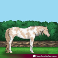 Horse Color:White Spotted Smoky Creme 